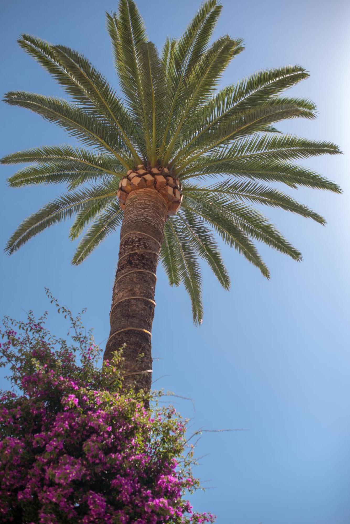 Hotel Et Appartements Reine D'Azur Roquebrune-Cap-Martin Eksteriør billede